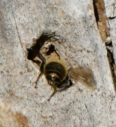 Réf. 225 428 : Osmia sp.